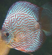 Discus Texel Brilliant Turquoise L