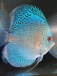 Discus Texel Blue snakeskin M