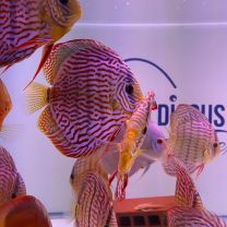 Discus Texel Red Turquoise XL