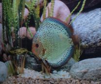 Discus Solid Snake Skin 10cm