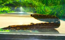 Mastacembelus unicolor
