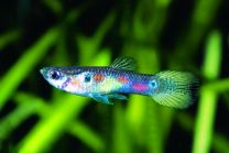 Poecilia reticulata belem - emane/isane