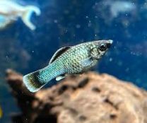 Poecilia sphenops - electric blue long fin