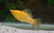 Poecilia latipinna - gold spotted