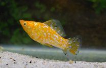 Poecilia velifera gold spotted