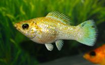 Poecilia latipinna - lemon head