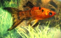 Poecilia sphenops - calico pikauimeline