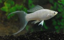 Poecilia velifera lyra hõbe