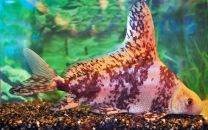 Myxocyprinus asiaticus
