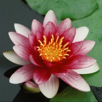 Nymphaea Natura Attraction Red - vesiroos