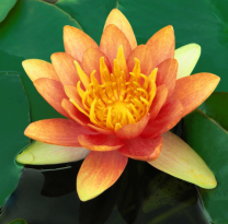 Nymphaea Natura Sioux Orange - vesiroos