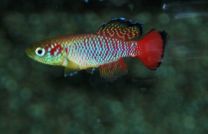 Nothobranchius guentheri