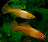 Oryzias latipes - orange