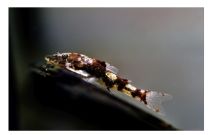 Parotocinclus sp. "Peru"