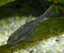 Hisonotus leucofrenatus - Niger oto