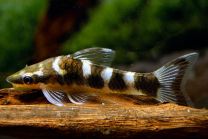 Otocinclus cocoama