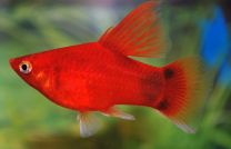 Xiphophorus maculatus - Highfin Red Mickey 