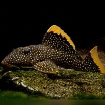 Baryancistrus L081