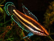 Parosphromenus sumatranus