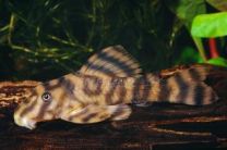 Peckoltia L080
