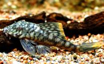 Hemiancistrus Guahiborum L106 