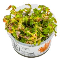 Rotala macrandra 'Japan' 1-2-GROW!