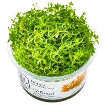 Rotala ‘H’ra’ 1-2-GROW