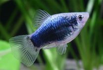 Xiphophorus maculatus blue tuxedo