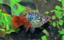 Xiphophorus maculatus Blue Spotted Redtail 