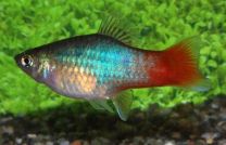 Xiphophorus maculatus blue tuxedo redtail