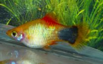 Xiphophorus maculatus neon yellow mickey