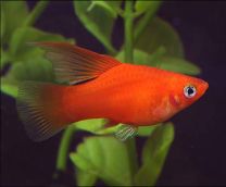 Xiphophorus maculatus - Highfin Red Mickey 