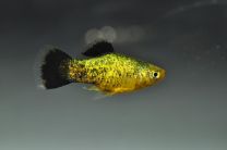 Xiphophorus maculatus neon gold spot