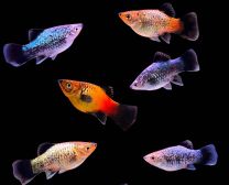 Xiphophorus maculatus - neon mix