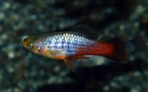 Xiphophorus maculatus rainbow