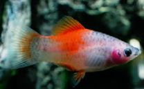 Xiphophorus maculatus - peppermint