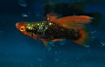 Xiphophorus maculatus highfin black redtail