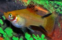 Xiphophorus maculatus yellow victory