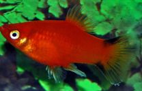 Xiphophorus maculatus red victory