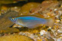 Procatopus Similis