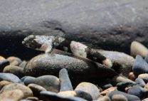 Schismatogobius ampluvinculus