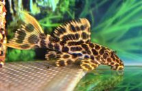 Pseudacanthicus Cf. Leopardus L114