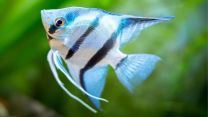 Pterophyllum scalare blue pearl