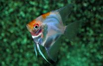 Pterophyllum scalare punakõrv kollane