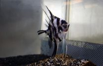 Pterophyllum scalare panda 