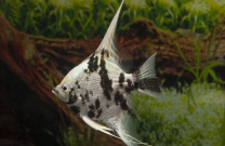 Pterophyllum scalare platinum marmor 