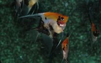 Pterophyllum scalare - koi goldhead