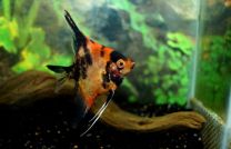 Pterophyllum scalare red king XL