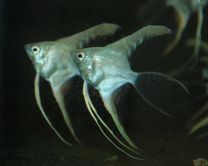 Pterophyllum scalare platinum L