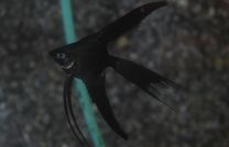 Pterophyllum Scalare pinoy must